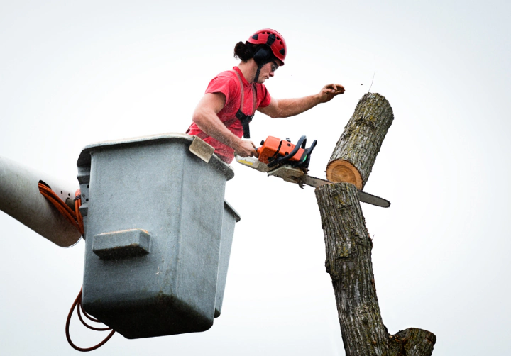 tree service arborist using chainsaw to remove tree